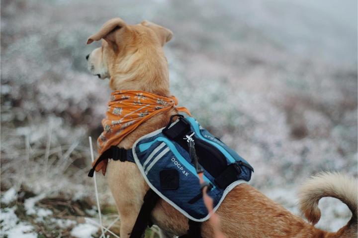 Produktbild Dogpak Moab Lite Hunderucksack L (L, Hundeschuhe)