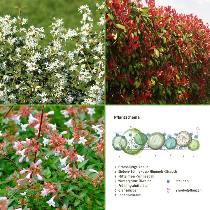 Image du produit Zulauf Kit de haies : Pervenche (100 cm)