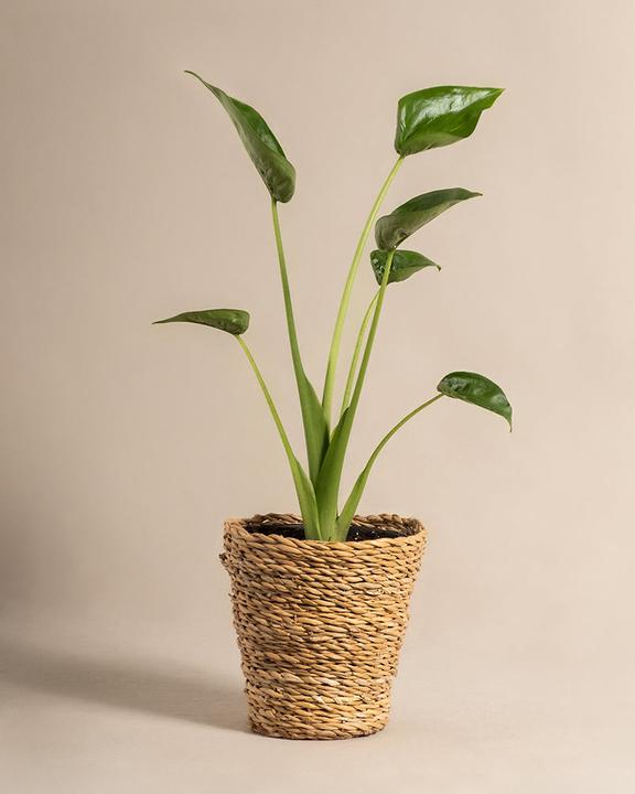 Produktbild feey Alocasia 'Tiny Dancer' (40 cm, Frisch umgetopft)