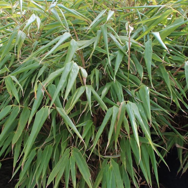 Actual product image Zulauf Garten-Bambus / Fargesia rufa (80 cm, Animal friendly)