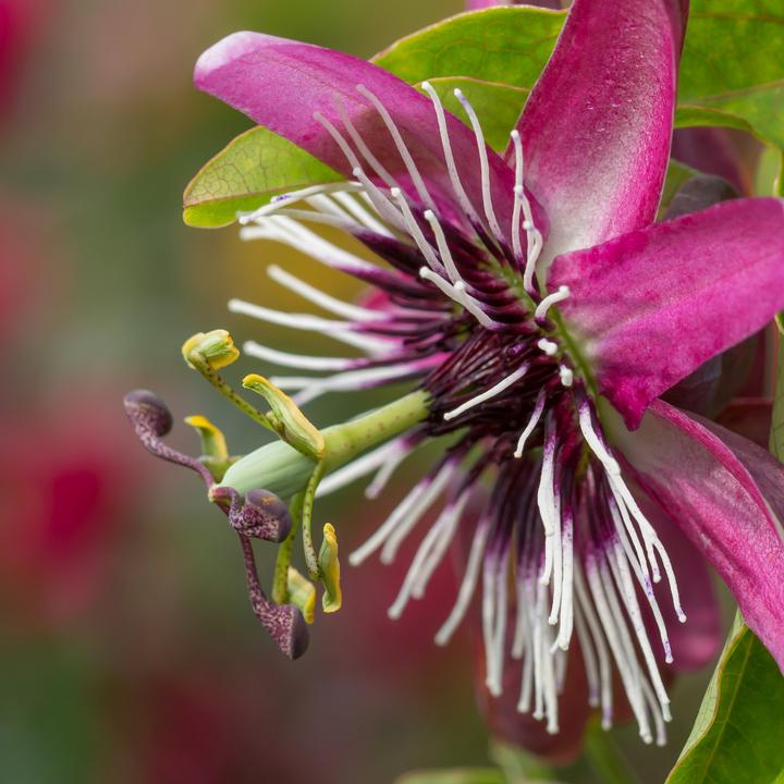 Produktbild Plant in a Box Passiflora x violacea 'Victoria' - 2er-Set Passionsblume (110 cm)