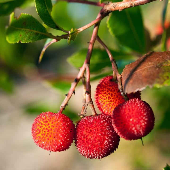 Actual product image Plant in a Box Arbutus Unedo - set of 6 strawberry trees (25 cm)