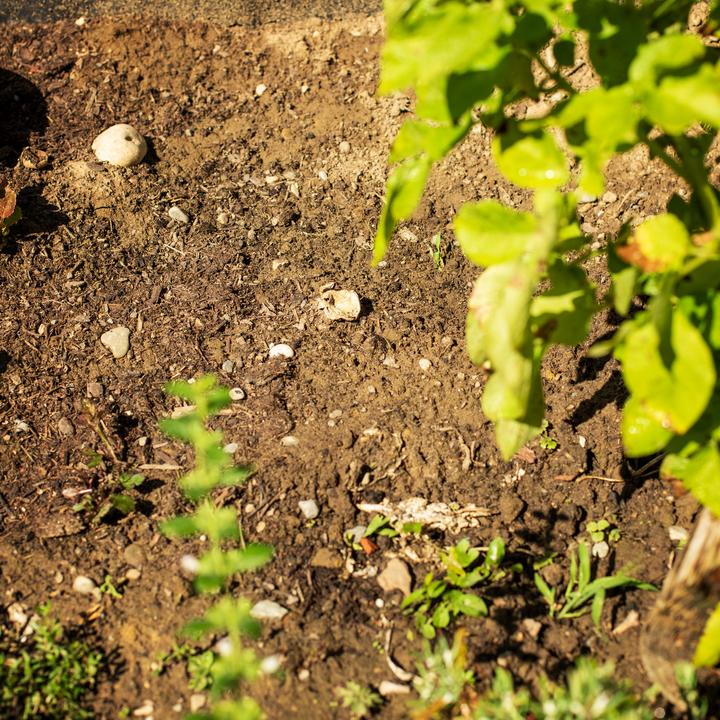 Image du produit UPP Fraise de jardin 2 en 1 Outil à main Cultivateur Émietteur de sol Fraise en étoile