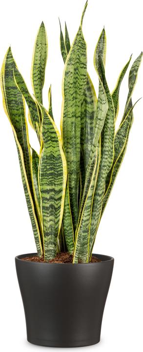 Actual product image Scheurich Anthrazit (16.90 cm)