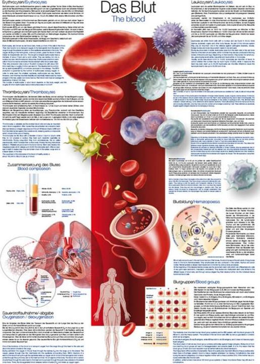 Produktbild Erler Zimmer Lehrtafel Das Blut, 70x100cm