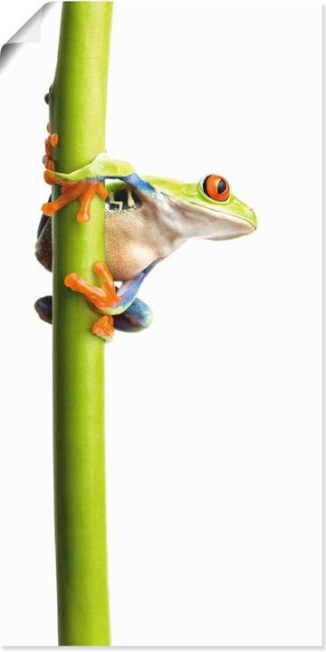 Image du produit Artland Toile sur châssis Grenouille entourant une tige végétale T5WZ 30x60 cm (30 x 60 cm)