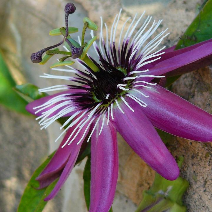 Produktbild Plant in a Box Passiflora x violacea 'Victoria' - 2er-Set Passionsblume (110 cm)
