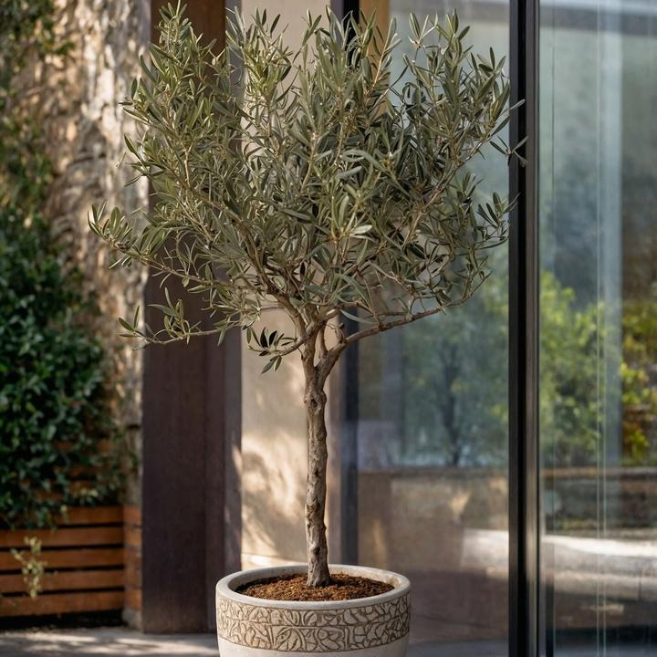 Produktbild Plant in a Box Olea Europaea (45 cm)