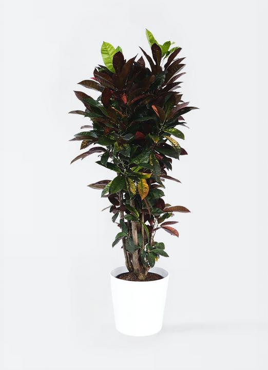 Produktbild Plant in a Box Codiaeum variegatum 'Mrs. Iceton' - (140 cm)