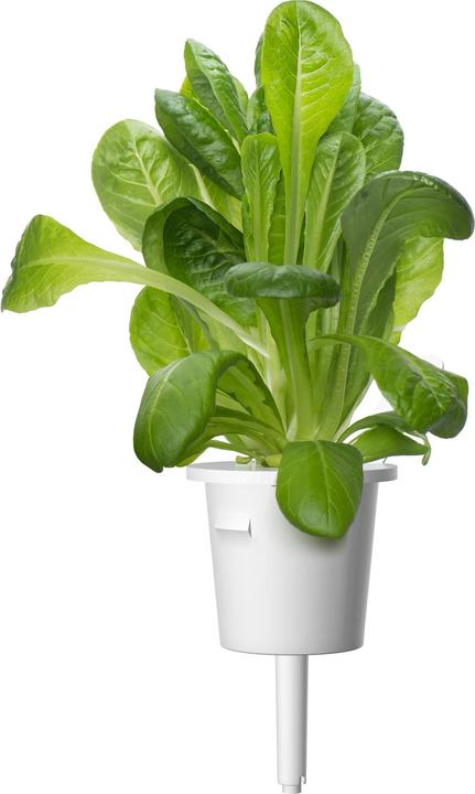 Produktbild Click and Grow Zugabe von Römersalat, 3 Stk (Keimlinge)