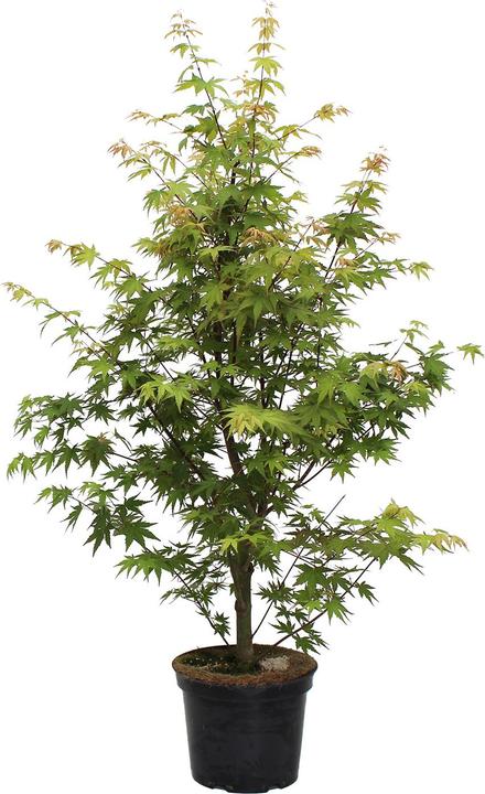 Produktbild Zulauf Japanischer Fächer-Ahorn / Acer palmatum 'Osakazuki' (80 cm)