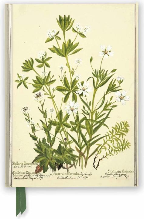 Produktbild RBGE: Charlotte Cowan Pearson: Stitchworts, Woodruff and Pepperwort (Foiled Journal) (A5, Liniert)