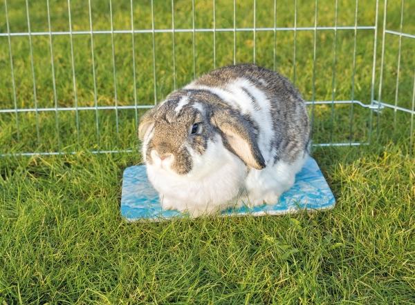 Actual product image Trixie Cooling plate for guinea pig