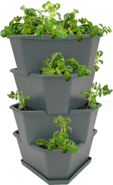 Produktbild Gusta Garden Paul Potato (38.80 cm)