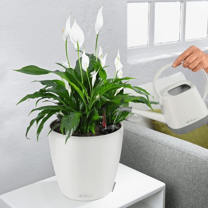 Immagine prodotto Lechuza Colore Classico (21.50 cm)