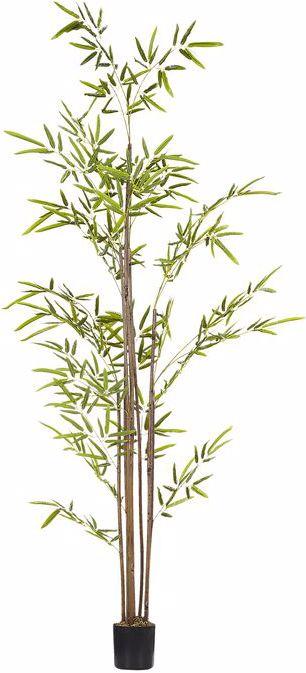 Produktbild Beliani Bambusa Vulgaris (160 cm)