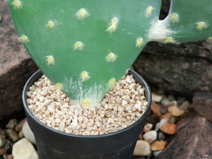 Productafbeelding Europalms Bladcactus, Kunstplant, 76cm (76 cm)