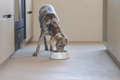 Actual product image Designed by Lotte Dog bowl Meis (0.70 l)