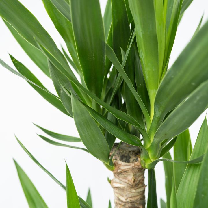 Immagine prodotto Plant in a Box Yucca elephantipes - (50 cm)