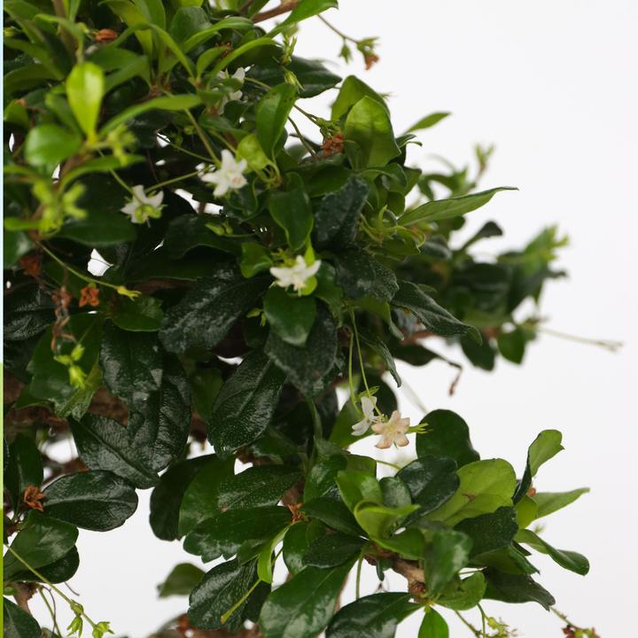 Actual product image Plant in a Box Carmona microphylla - Bonsai trees (20 cm)