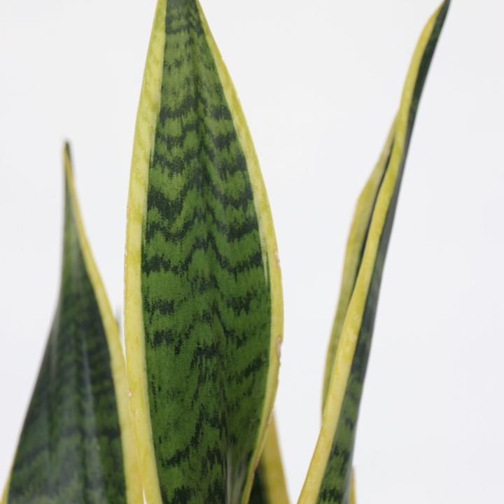 Immagine prodotto Plant in a Box Sansevieria trifasciata Laurentii - canapa a fiocco (40 cm)