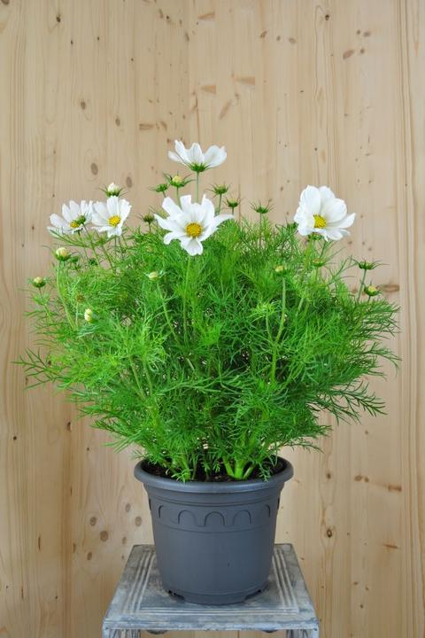 Immagine prodotto Säntispracht Cosmos, il nostro successo estivo a fioritura prolungata - Cosmos bipinnatus 'Sonata White' (80 cm)