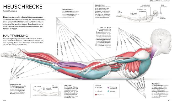 Immagine prodotto Yoga verstehen - Die Anatomie der Yoga-Haltungen (Tedesco, Ann Swanson, 2024)