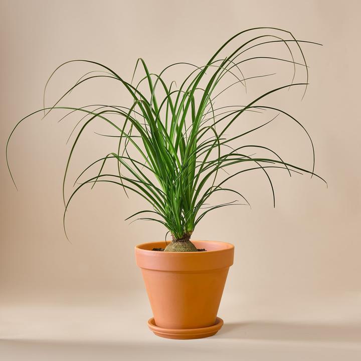 Image du produit Mary and Plants Ponytail Palm (50 cm)