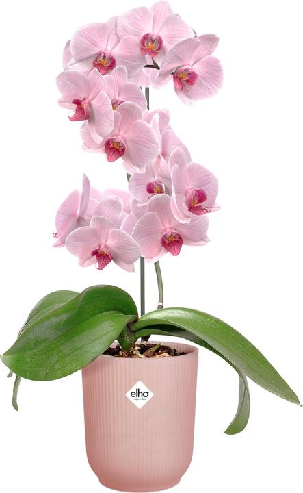 Actual product image Elho Vibes Fold High (13 cm)