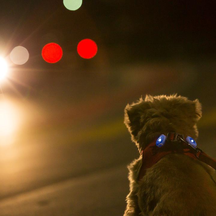 Actual product image Curli Luumi LED (Dog, General)