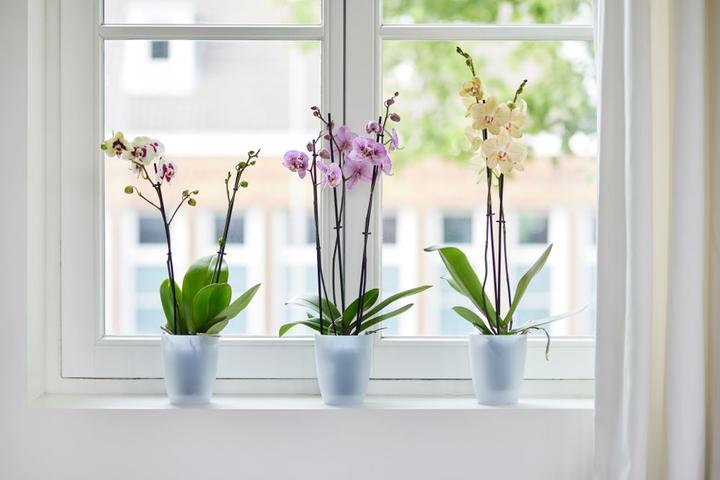 Produktbild Elho Brussels (13 cm)