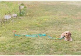 Image du produit Trixie Pince d'ancrage (40, Chien, Général)