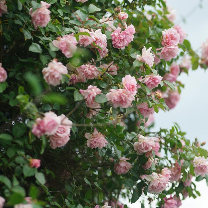 Actual product image Plant in a Box Camellia japonica Bonomiana - Japanese rose (50 cm)