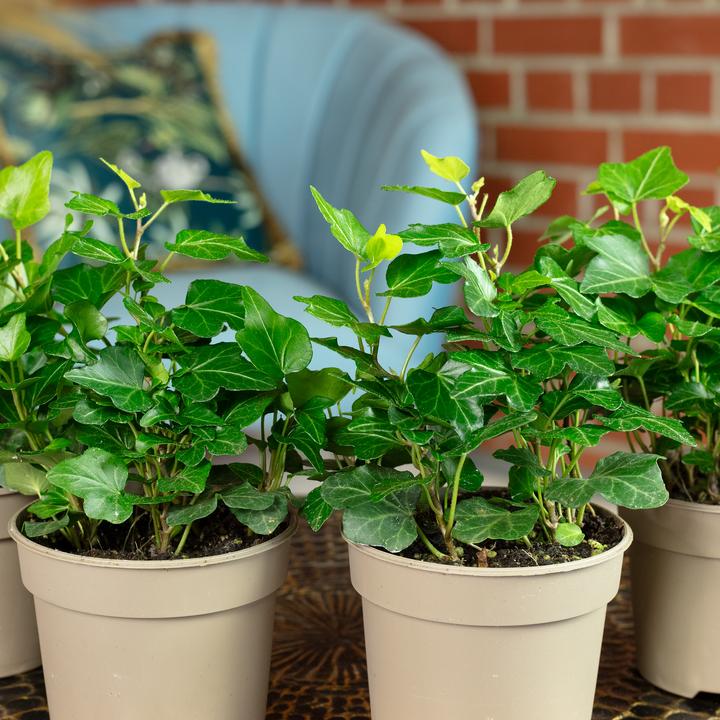 Image du produit Flowerbox Lot de 4 lierres communs - Hedera helix (15 cm)
