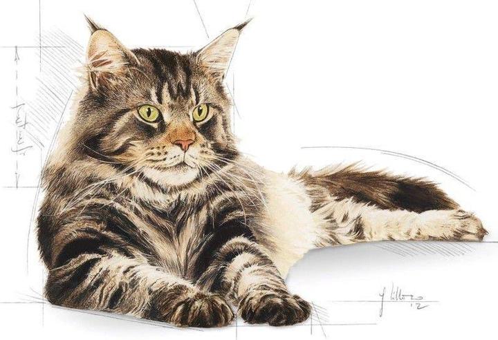 Produktbild Royal Canin Maine Coon (Adult, 1 Stk., 400 g)
