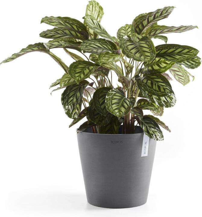 Image du produit Ecopots Amsterdam + réservoir d'eau (30 cm)