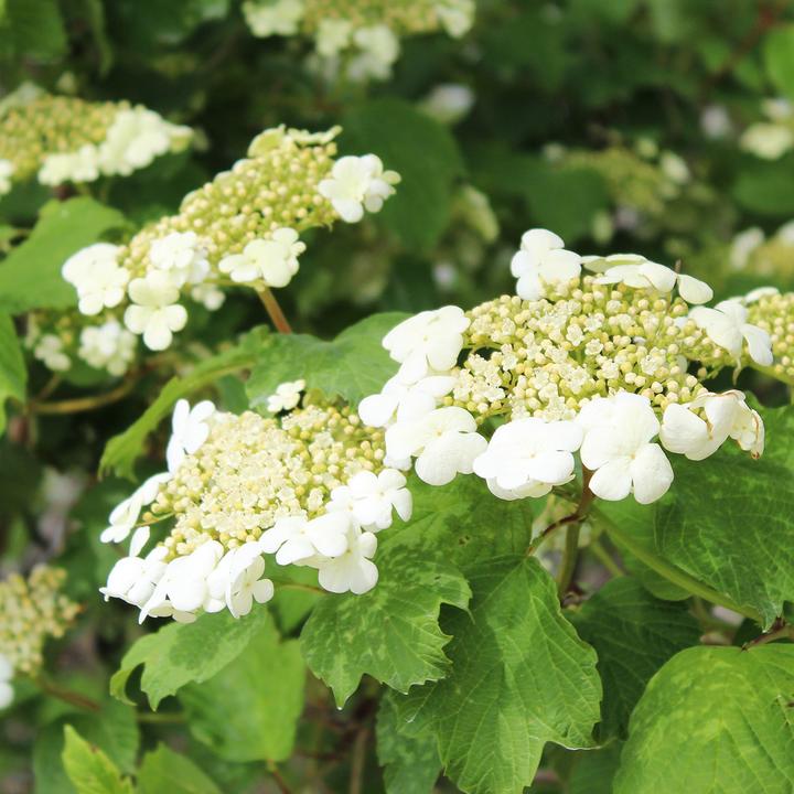 Actual product image Zulauf Gemeiner Schneeball / Viburnum opulus (100 cm)