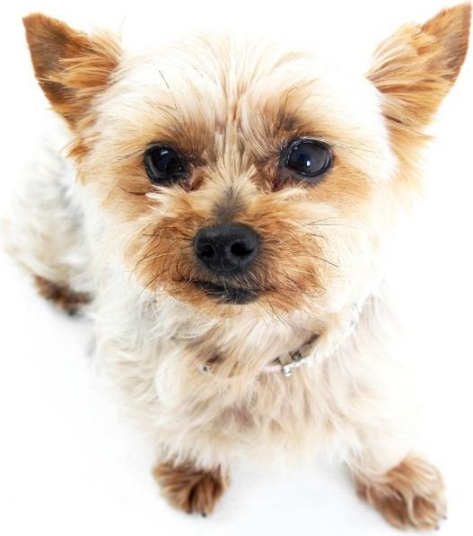 Actual product image Mason Cash Ceramic Bowl for Dogs and Cats, 20 cm, cream