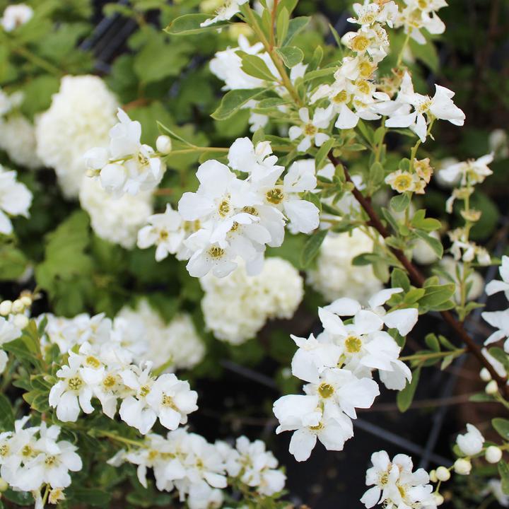 Actual product image Zulauf Prunkspiere / Exochorda racemosa 'Niagara' (80 cm)