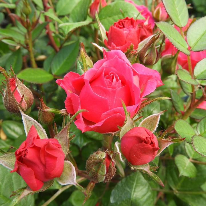 Actual product image Zulauf Floribundarose / Rosa 'Fuchsia Terrazza (70 cm)