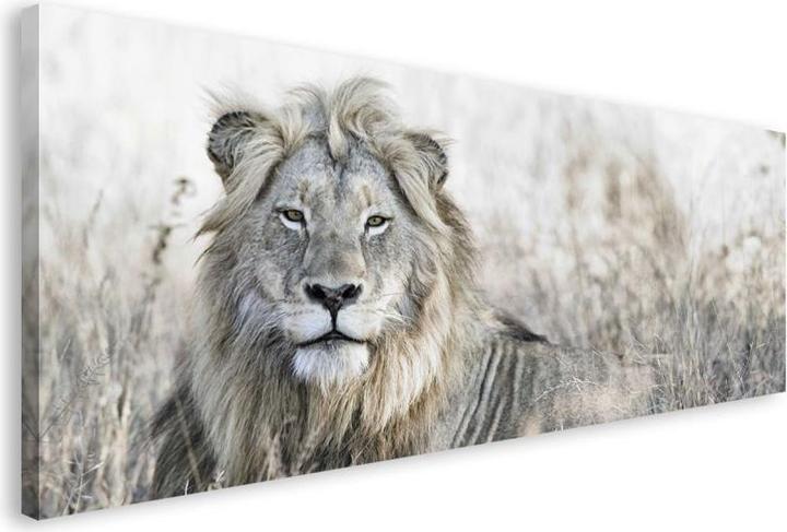 Lion out in the field (57 x 150 cm)
