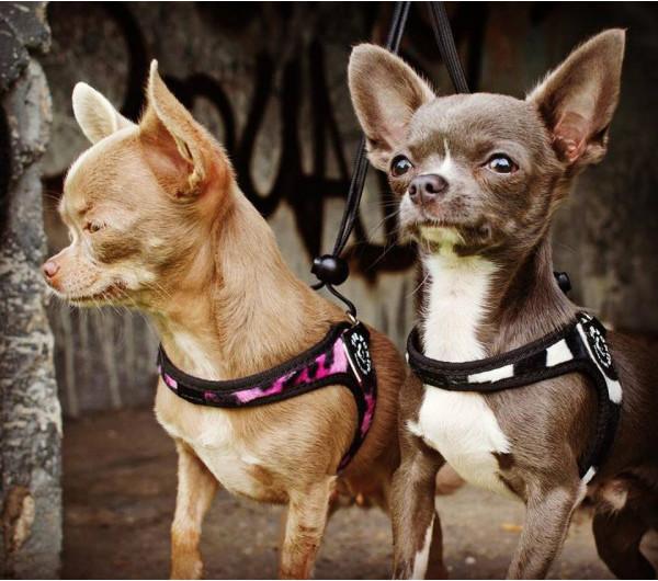Produktbild Tre Ponti Easy Fit Animals Pink-Panther 1.5 (1.5, Hund, Spazieren)