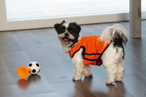 Image du produit Beeztees Bz Holland Lufthorn HD Jeu 2 (Jouet à mâcher pour chien)
