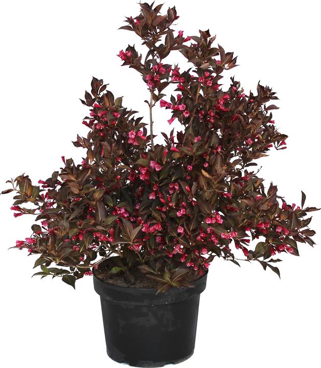 Immagine prodotto Zulauf Weigelie / Weigela florida 'Alexandra'® (80 cm)