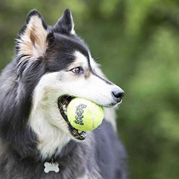 Produktbild KONG Air Squeaker (Ballspielzeug Hund)