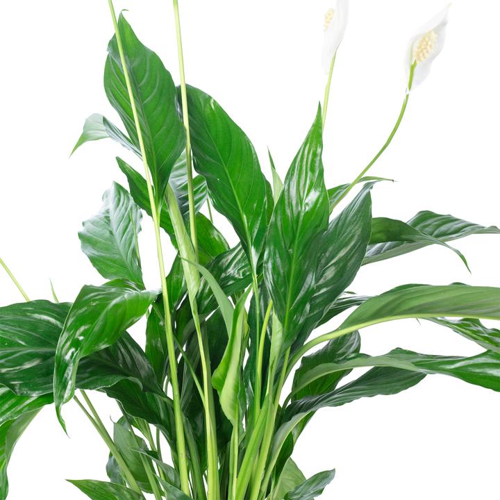 Produktbild Flowerbox Einblatt - Spathiphyllum (50 cm)