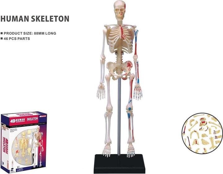 Robetoy Human Anatomy - Skeleton (19 cm) (26059)