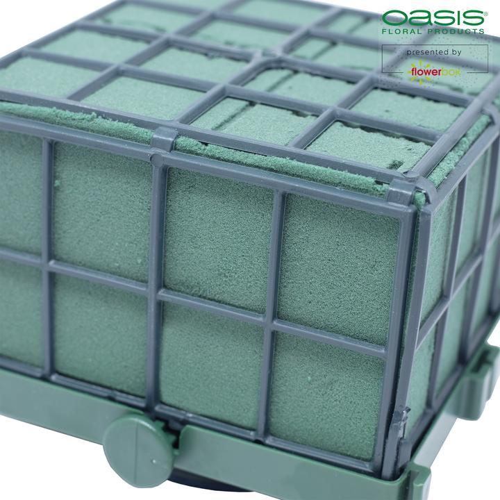 Actual product image Oasis Auto Corso 11 x 11 x 9 cm, 6 pieces