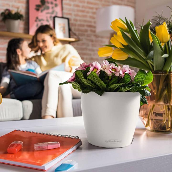 Immagine prodotto Lechuza Colore Classico (21.50 cm)