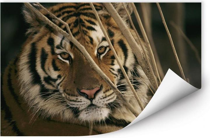 Produktbild National Geographic NG Tiger (100 x 66 cm)